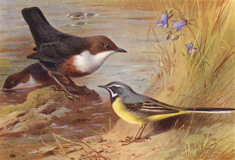 Dipper, Grey Wagtail (värilitografia) tekijältä Archibald Thorburn