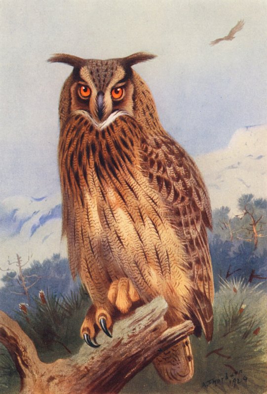 Huuhkaja (värilitografia) tekijältä Archibald Thorburn