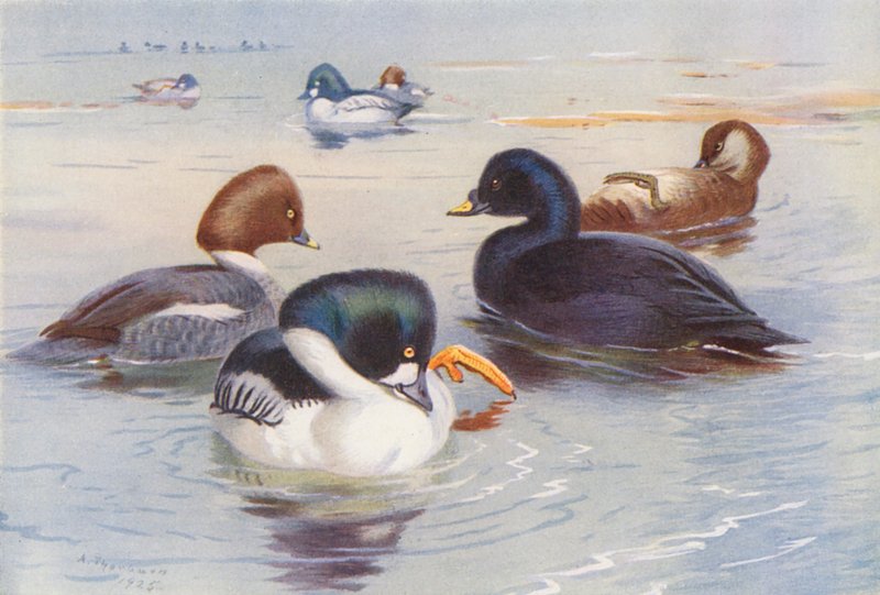 Kultasilmä (uros ja naaras), telkkä (uros ja naaras) (värilitografia) tekijältä Archibald Thorburn