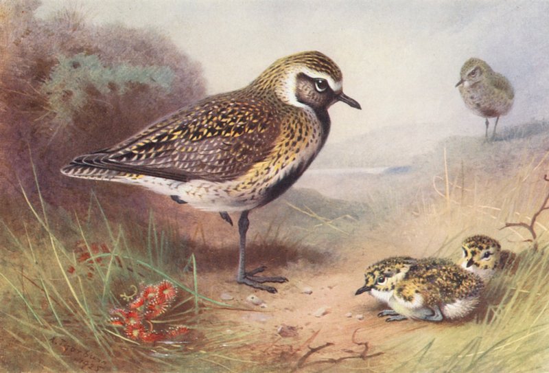 Kultakurjenpolvi (kesä) (värilitografia) tekijältä Archibald Thorburn