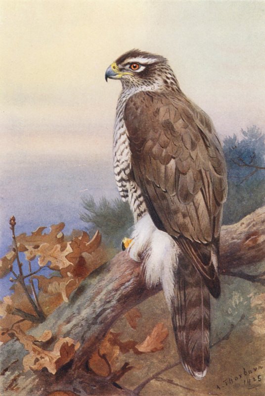 Haukka (värilitografia) tekijältä Archibald Thorburn