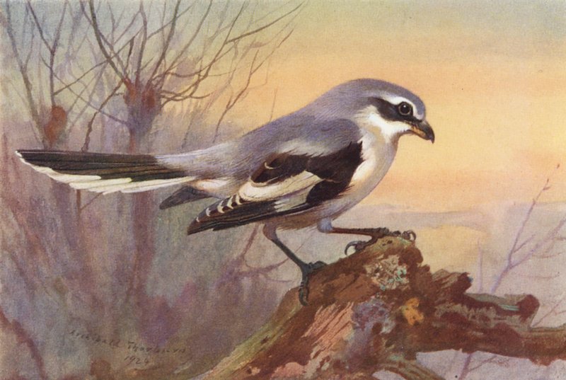 Harmaasirri (värilitografia) tekijältä Archibald Thorburn