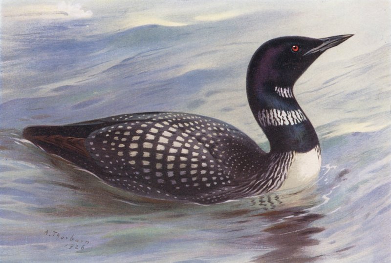 Suuri pohjoinen sukeltaja (värilitra) tekijältä Archibald Thorburn