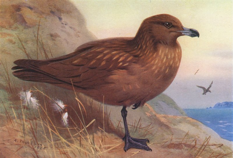 Skua (värilitografia) tekijältä Archibald Thorburn