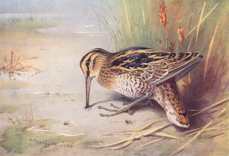 Isokoskelo (värilitografia) tekijältä Archibald Thorburn