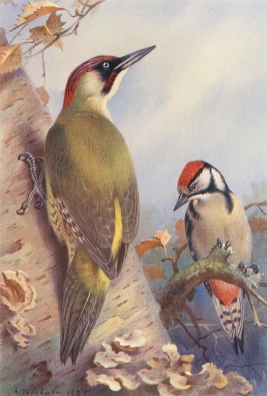 Vihersiruetana, kirjosiruetana (immature) (värilitografia) tekijältä Archibald Thorburn