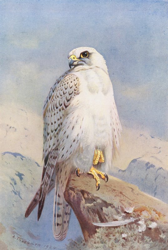 Grönlannin haukka (värilitografia) tekijältä Archibald Thorburn