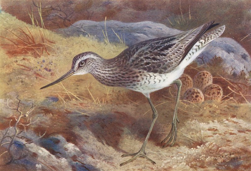 Greenshank (värilitro) tekijältä Archibald Thorburn