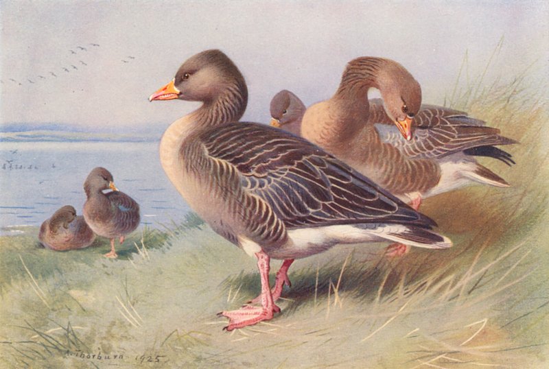 Harmaa Lag-Goose (värilitro) tekijältä Archibald Thorburn