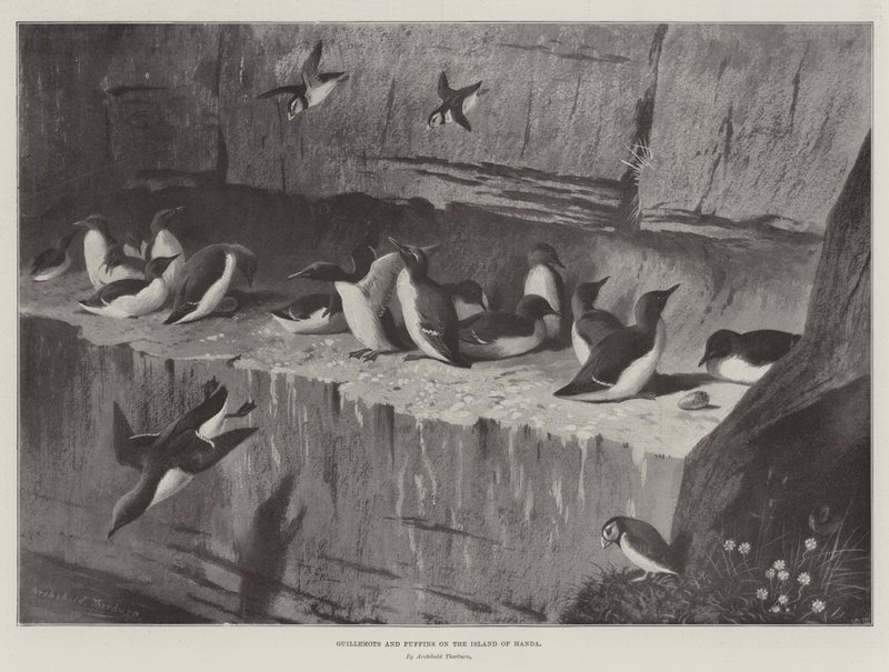 Guillemots ja Puffins Handan saarella tekijältä Archibald Thorburn
