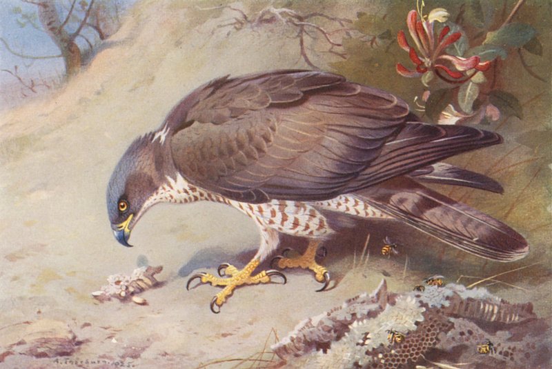 Hunajasirkku (värilitografia) tekijältä Archibald Thorburn