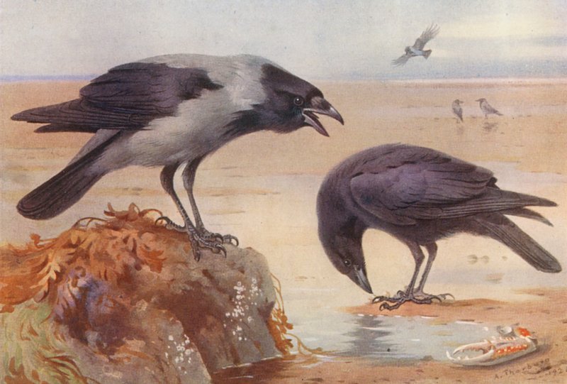 Hooded Crow, Carrion-Crow (värilitografia) tekijältä Archibald Thorburn