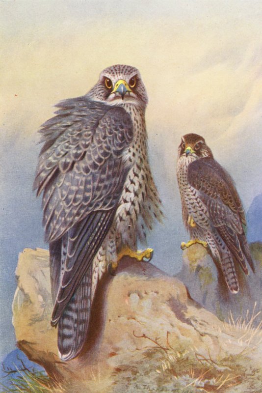 Islanninhaukka, Gyr Falcon (värilitografia) tekijältä Archibald Thorburn