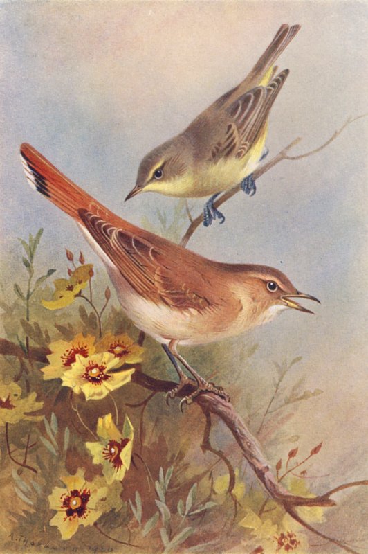 Icterine Warbler, Rufous Warbler (värilitografia) tekijältä Archibald Thorburn