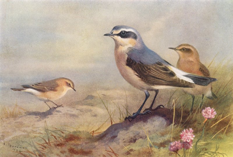 Isabelline Wheatear, Wheatear (koiras ja naaras) (värilitro) tekijältä Archibald Thorburn
