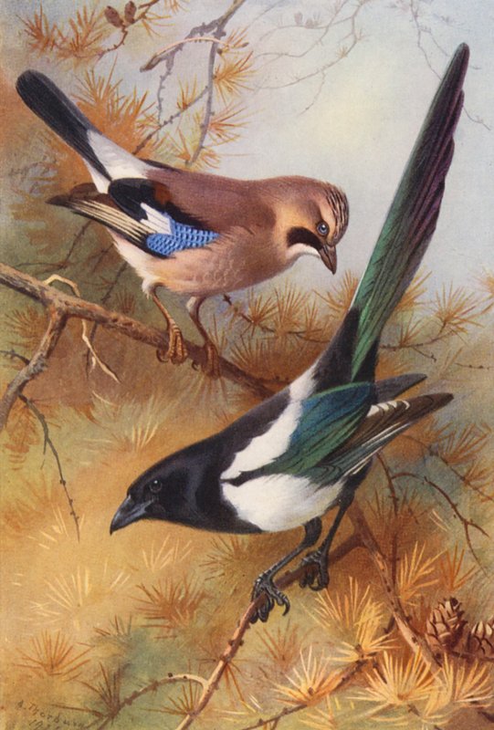 Jay, harakka (värilitra) tekijältä Archibald Thorburn