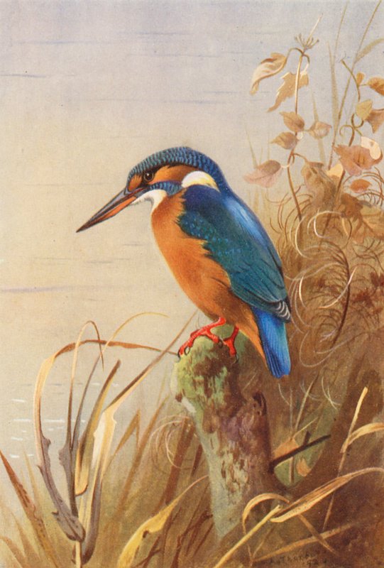 Jääskeläinen (värilitografia) tekijältä Archibald Thorburn