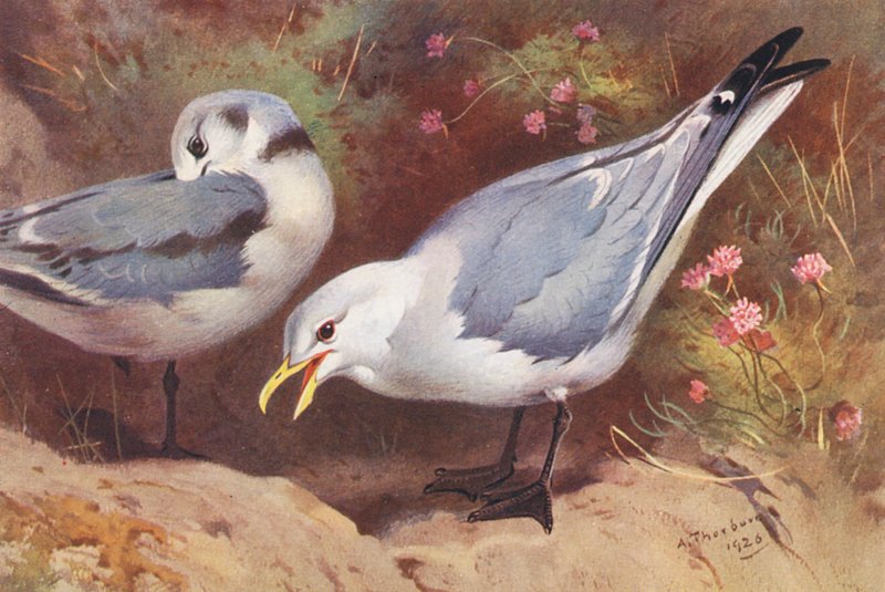 Kittiwake-lokki (aikuinen ja nuori) (värilitografia) tekijältä Archibald Thorburn