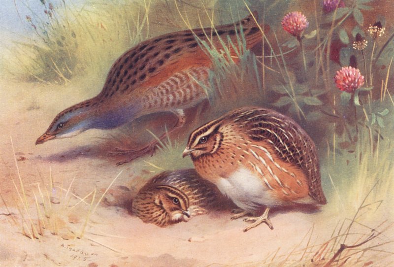 Viiriäinen, viiriäinen (uros ja naaras) (värilitografia) tekijältä Archibald Thorburn