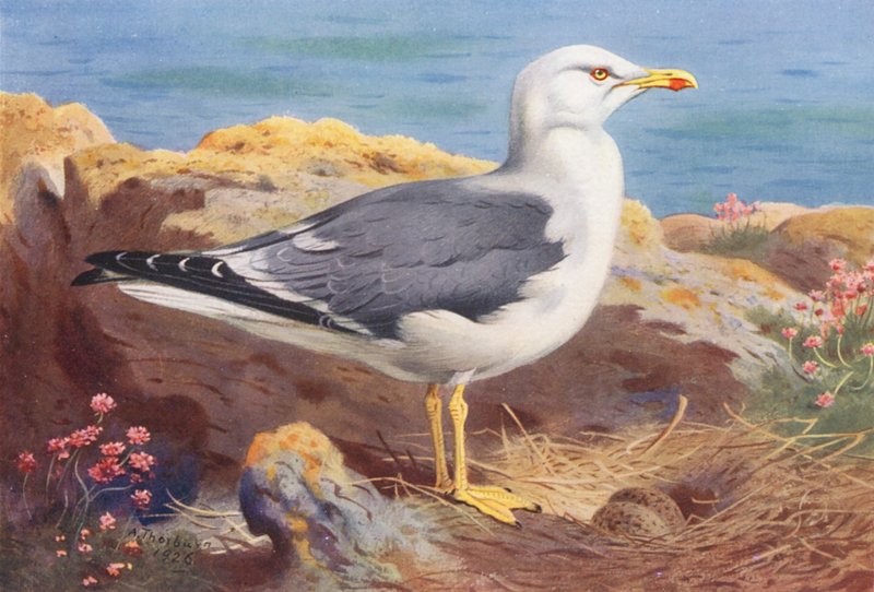 Pikkulokki (värilitografia) tekijältä Archibald Thorburn