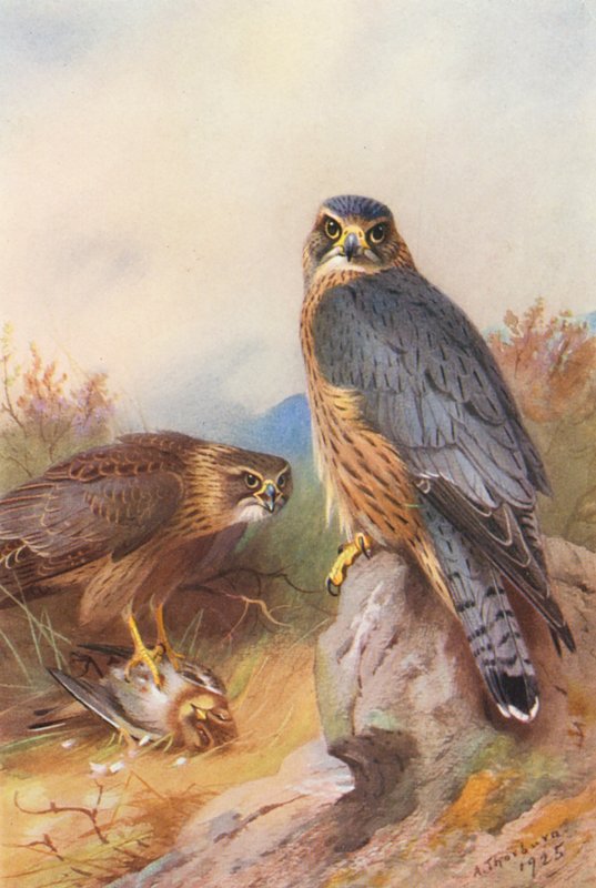 Merlin (värillinen litografia) tekijältä Archibald Thorburn