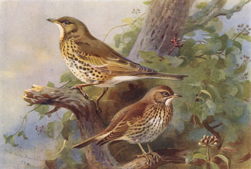 Mistel-Thrush, Song-Thrush (värilitografia) tekijältä Archibald Thorburn