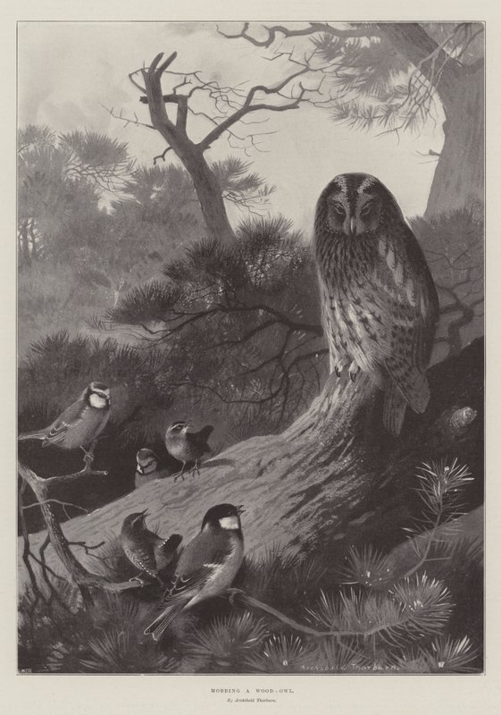 Metsapöllön ryöstäminen tekijältä Archibald Thorburn
