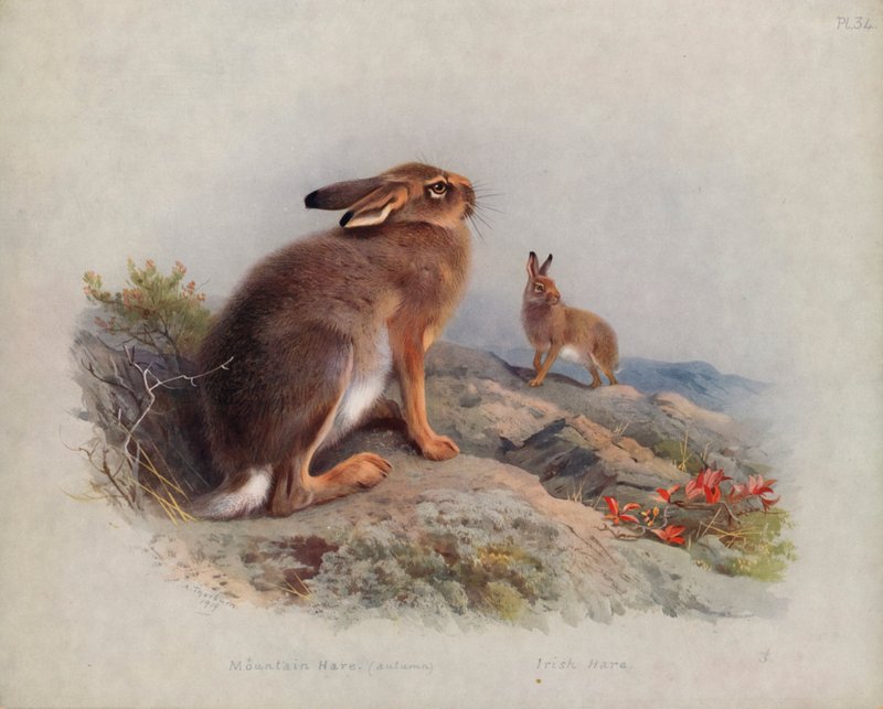 Mountain Hare (syksy), irlantilainen jänis tekijältä Archibald Thorburn