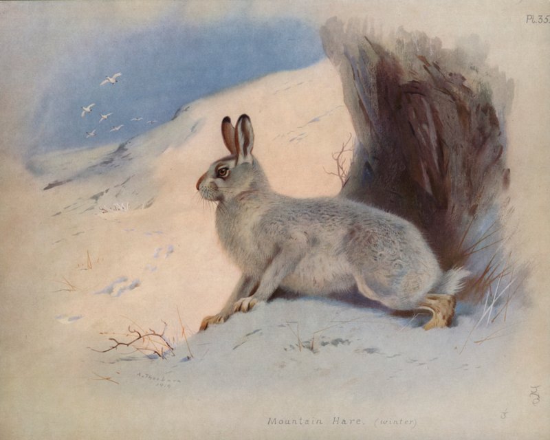 Mountain Hare (talvi) tekijältä Archibald Thorburn