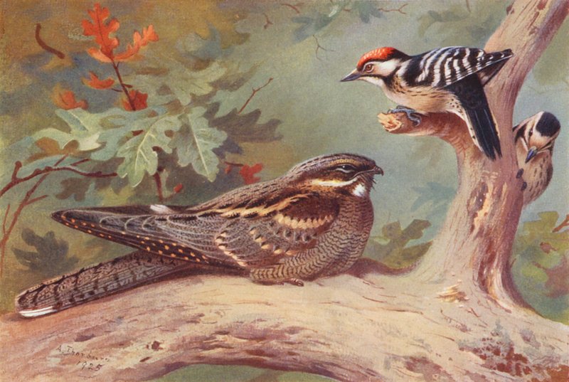 Yökkönen, pikkutylli (uros ja naaras) (värilitografia) tekijältä Archibald Thorburn