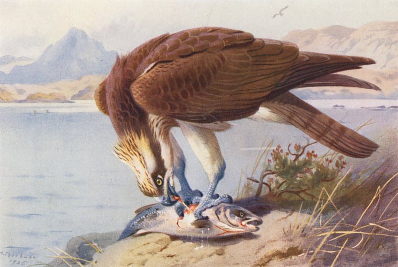 Kalasääski (värillinen litografia) tekijältä Archibald Thorburn