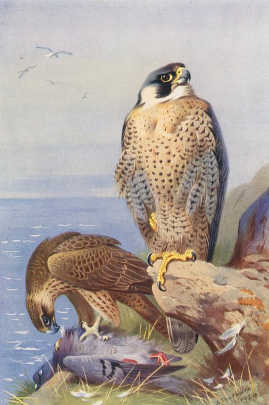 Muuttohaukka (värilitografia) tekijältä Archibald Thorburn