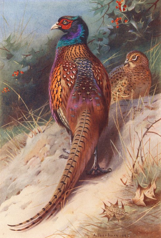 Fasaani (uros ja naaras) (värilitro) tekijältä Archibald Thorburn