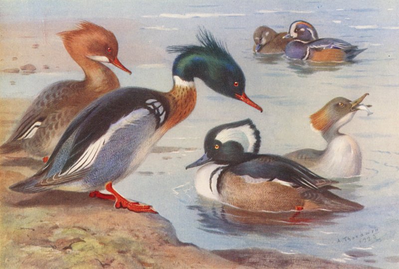Punarintainen meriharakka (koiras ja naaras), harlekiinisorsa (koiras ja naaras), kapustarinta (koiras ja naaras) (värilitografia). tekijältä Archibald Thorburn