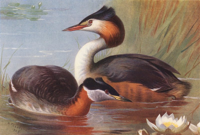 Punakaulahaikara, harmaahaikara (värilitografia) tekijältä Archibald Thorburn