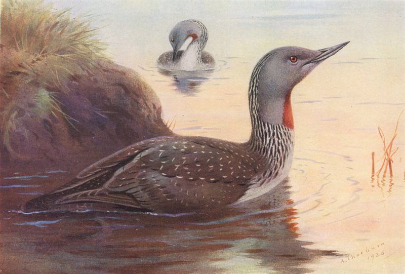 Punakurkkuinen sukeltaja (värilitro) tekijältä Archibald Thorburn