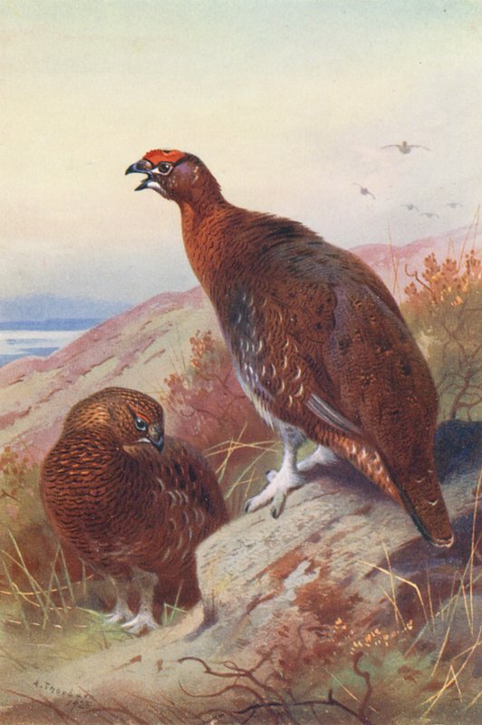 Red Grouse (uros ja naaras) (värilitro) tekijältä Archibald Thorburn