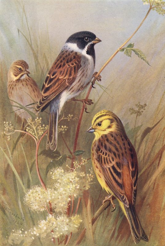 Reed-Bunting (uros ja naaras), Yellow Bunting tai Yellow Hammer (värilitro). tekijältä Archibald Thorburn