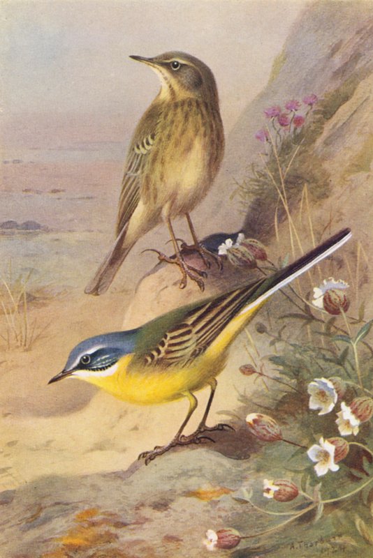 Rock-Pipit, Blue-Headed Wagtail (värilitografia) tekijältä Archibald Thorburn