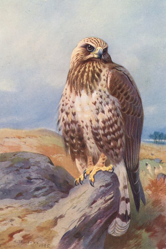 Karhunsirri (värilitografia) tekijältä Archibald Thorburn