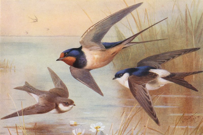 Sand-Martin, Swallow, Martin (värilitro). tekijältä Archibald Thorburn