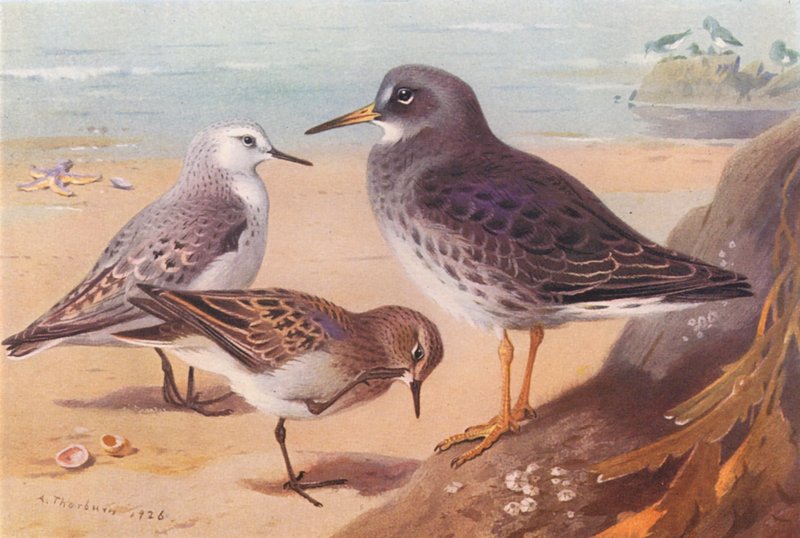 Sanderling (talvi), Temminck