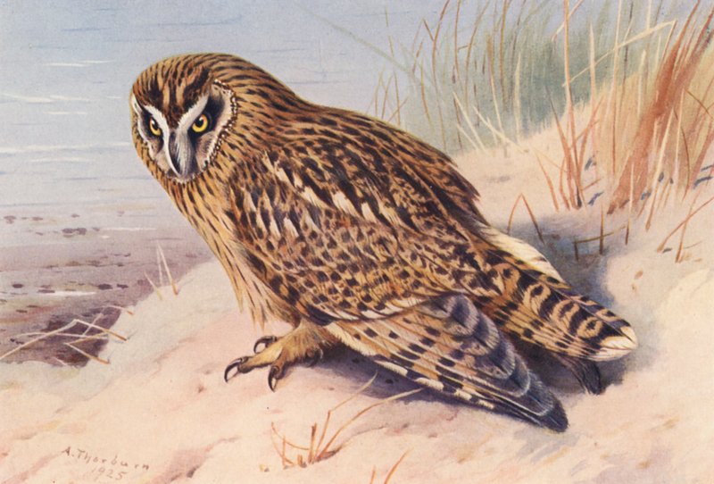 Pöllö (väriliitossa) tekijältä Archibald Thorburn