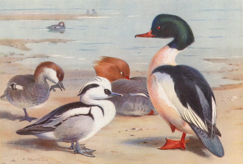 Smew (uros ja naaras), Goosander (uros ja naaras) (väriliitossa). tekijältä Archibald Thorburn