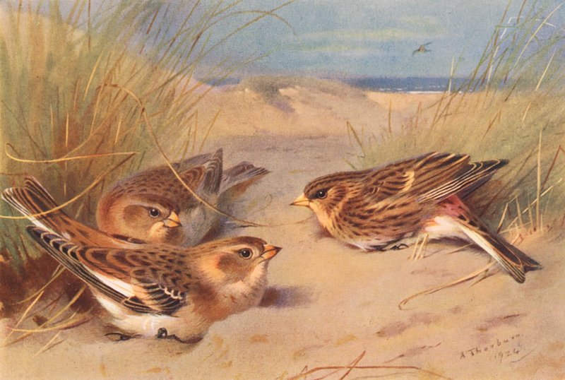 Snow-Bunting (talvi), Twite (värilitro) tekijältä Archibald Thorburn
