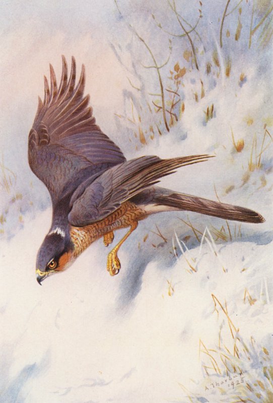 Varpushaukka (aikuinen uros) (värilitografia) tekijältä Archibald Thorburn