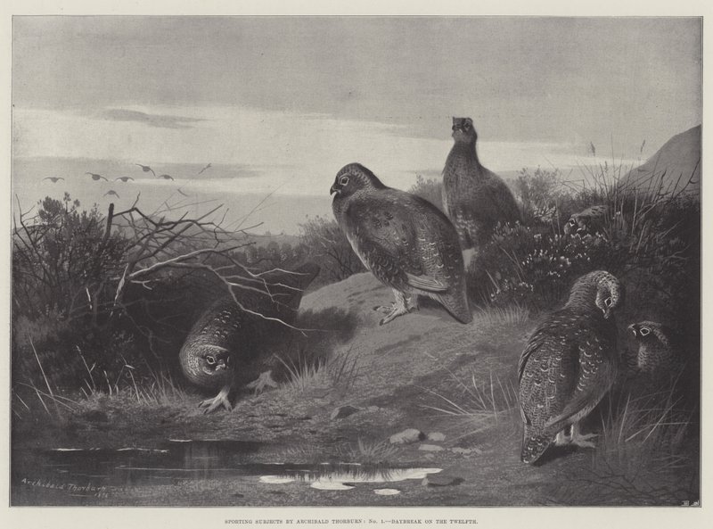 Urheiluaiheita, Daybreak on the 12th tekijältä Archibald Thorburn