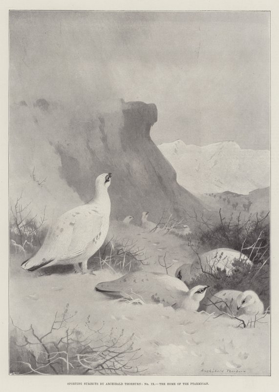 Urheiluaiheet, Ptarmiganin koti tekijältä Archibald Thorburn