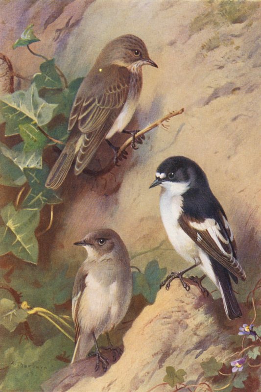 Täpläsuohaukka, pikkulepinkäinen (koiras ja naaras) (värilitografia) tekijältä Archibald Thorburn