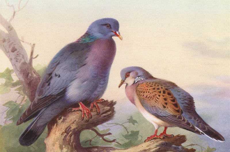 Stock-Dove, Turtle-Dove (värilitro) tekijältä Archibald Thorburn